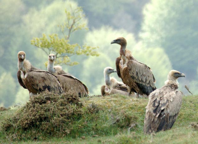 Andalucía autoriza a 100 explotaciones ganaderas para alimentar con sus cadáveres a aves necrófagas
