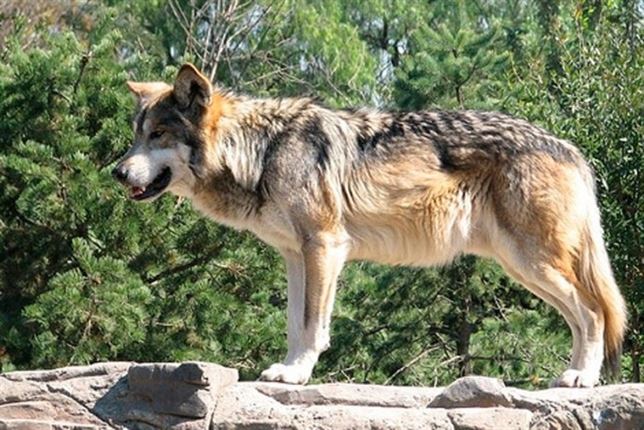 Cantabria tendrá el primer borrador del plan de gestión del lobo en el segundo trimestre de 2015