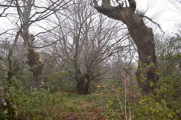 Otro fracaso del Principado de Asturias con el urogallo