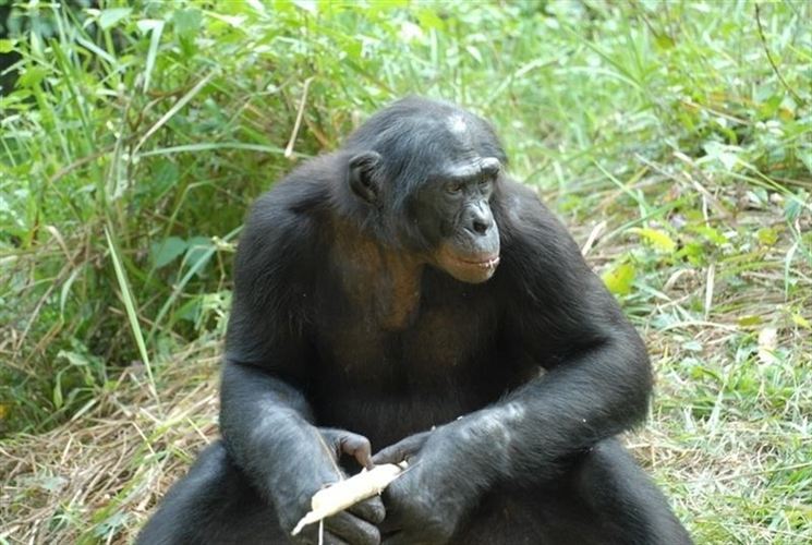 Hay por lo menos cinco tipos de personalidad en chimpancés