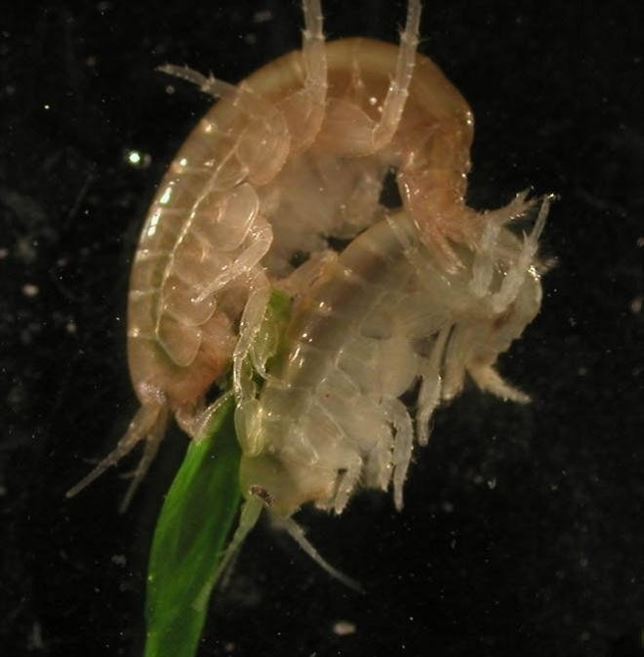 El canibalismo y los parásitos