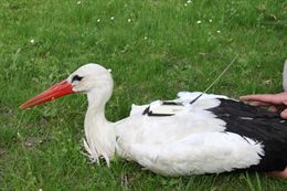 Marcadas 30 cigüeñas blancas para conocer sus rutas migratorias