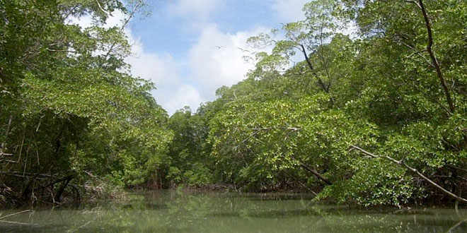 386 árboles serán sembrados este miércoles en Amazonas