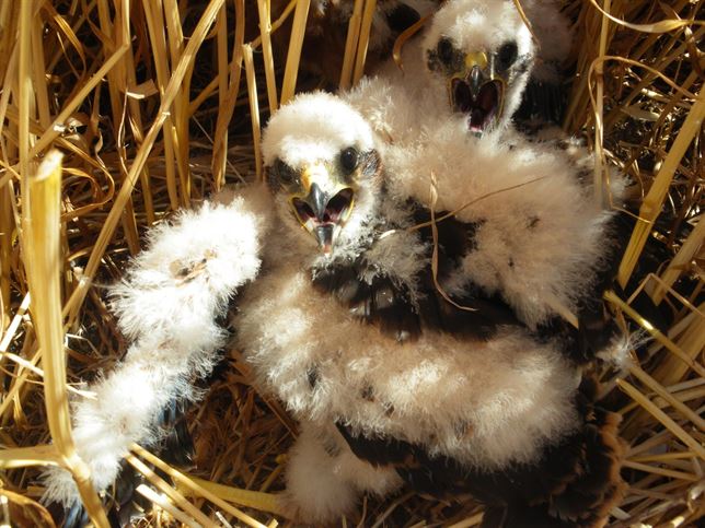 El seguimiento del aguilucho cenizo favorece el vuelo de 108 pollos