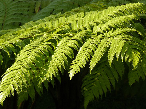 Medio Ambiente estudia la genética de 4 helechos de la Era Terciaria para favorecer su conservación en Andalucía