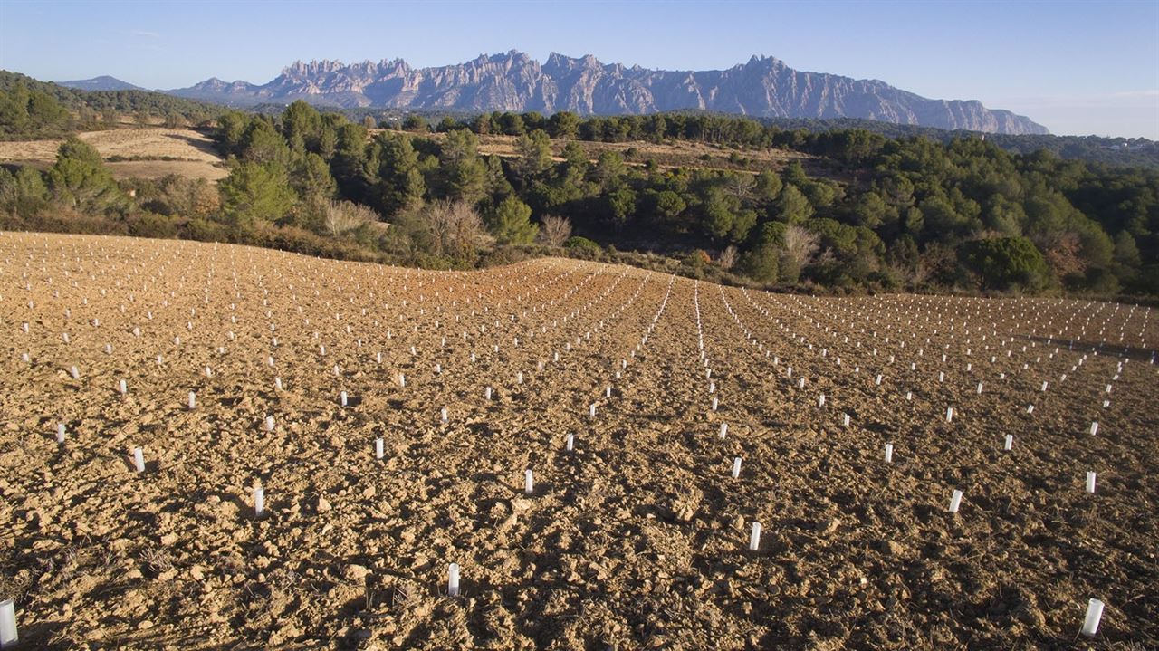 Bodegas Torres planta 25.000 árboles en varias localidades catalanas