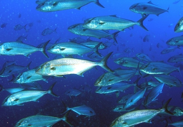 Medio Ambiente inspecciona varias empresas por su presunta vinculación con buques incluidos en la lista de pesca ilegal