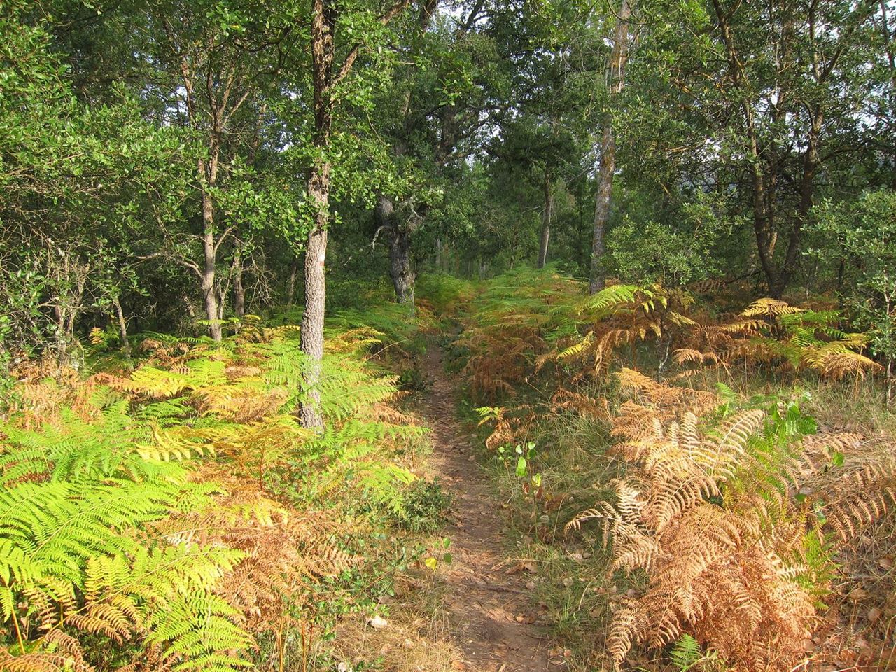 Álava mejora los bosques públicos y construye infraestructuras forestales