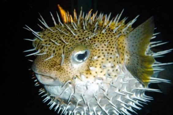 Una tomografía a la mandíbula de un pez erizo permitió descubrir tres especies ya extintas