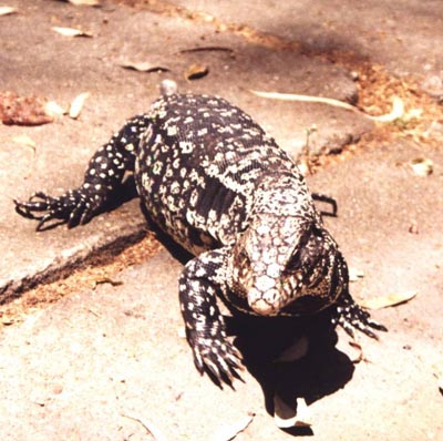 Rescatan un lagarto argentino de un metro en un comedor de Lliçà de Vall (Barcelona)