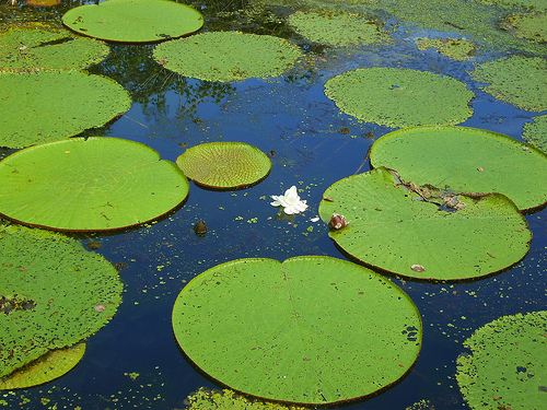 Científicos españoles comprarán 100.000 hectáreas en el corazón del Amazonas