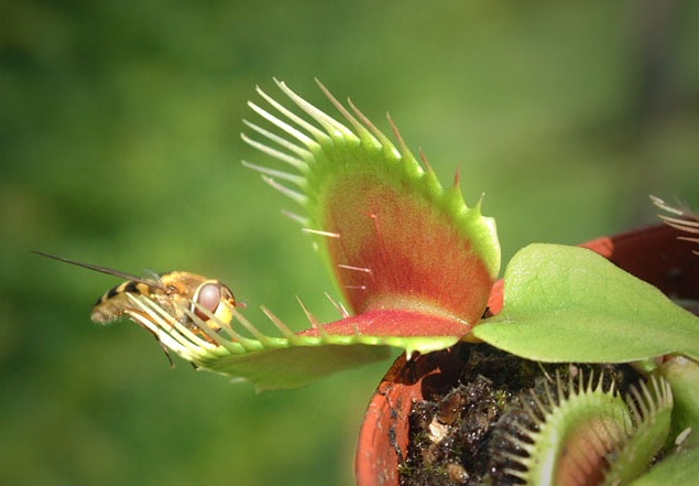 Revista Cell. Unas enzimas concretas favorecieron la separación de las especies