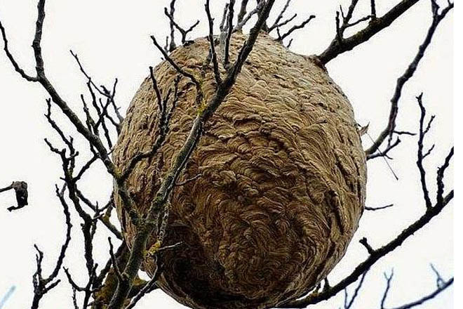 Retiran en Cambre en dos meses la mitad de nidos de velutina que en todo el año pasado