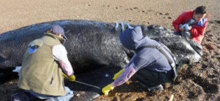 Buscando respuestas a la mortandad de ballenas francas australes en Península Valdés