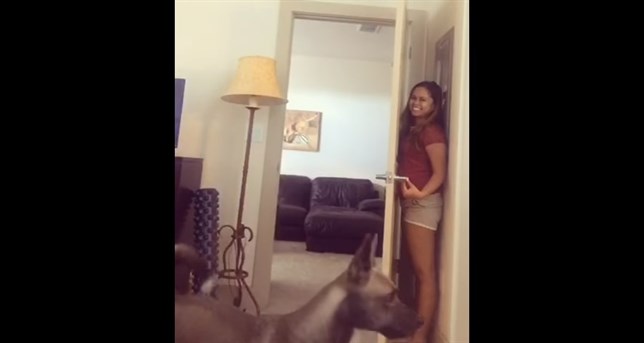 Perros ‘despistados’ (Ver VIDEO)