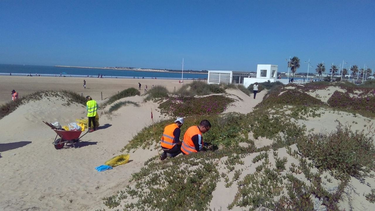 El Parque de los Toruños de Cádiz con la ayuda de voluntarios limpia la zona de especies invasoras