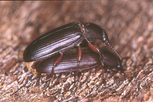 Algunos insectos disponen de un mecanismo sofisticado para contar