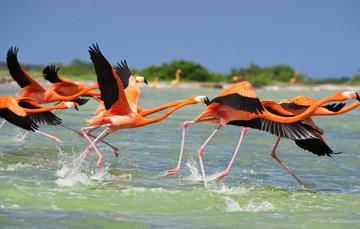 Anillamiento del flamenco rosado del Caribe