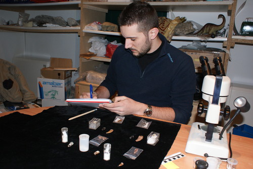 Comienza un estudio de fósiles de dientes de dinosaurios terópodos conservados en el Museo de Salas