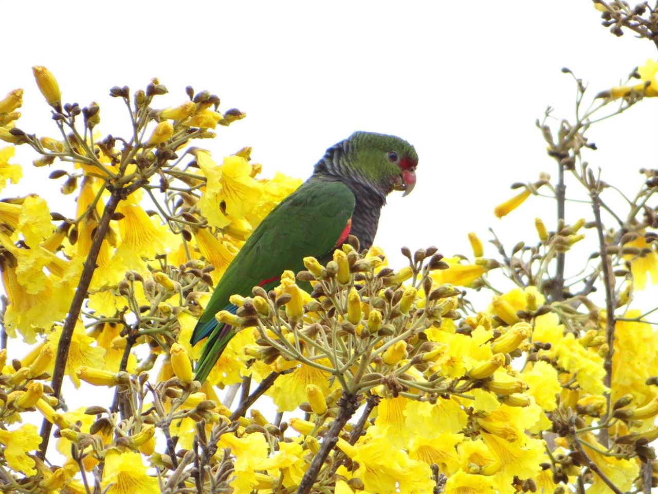 El loro vináceo podría desaparecer