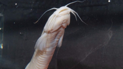 Investigadores sanmarquinos descubren una nueva especie de pez