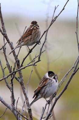 Los cambios en el medio agrícola y la desecación de humedales entre las causas del declive de siete especies de aves