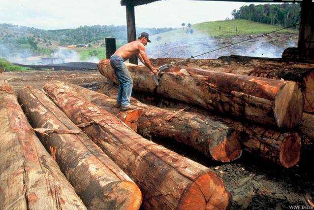 El sector maderero de Brasil está ‘podrido’