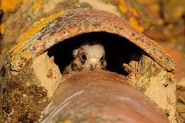 Subvencionan las áreas protegidas en Extremadura