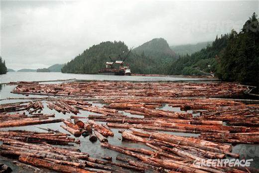 El Bosque del Gran Oso: 15 años de campaña