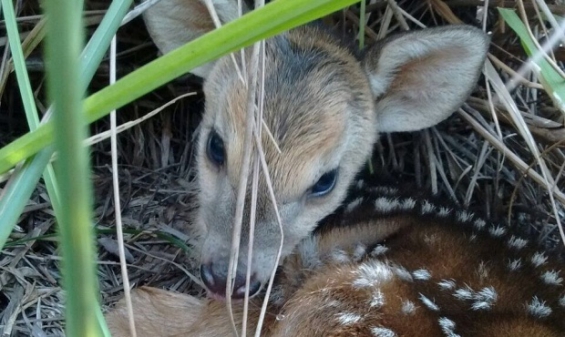 Argentina: Nació un venado pardo en el Parque El Puma