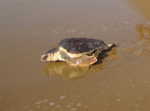 Murcia. Centro de Recuperación de Fauna Silvestre de El Valle libera una tortuga boba