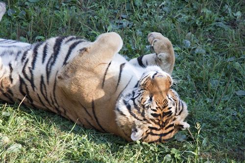 El Parque de Cabárceno se consolida como ‘referente internacional’