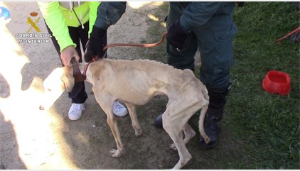 Rescatados 50 animales hacinados en estado de abandono en una finca de Chiclana
