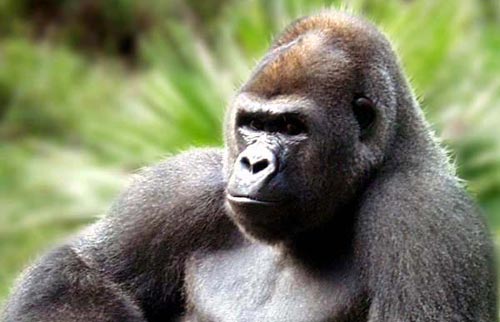 El Zoo de Madrid anima a los ciudadanos a elegir el nombre de la nueva cría