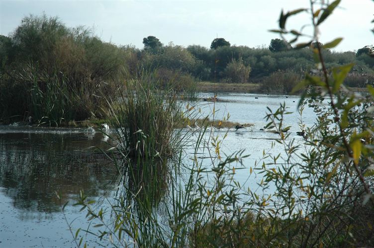 Andalucía. Cepsa estudia la presencia de murciélagos en la Laguna Primera de Palos