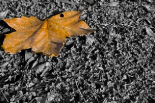 Experto sobre Riesgos en Suelos Contaminados