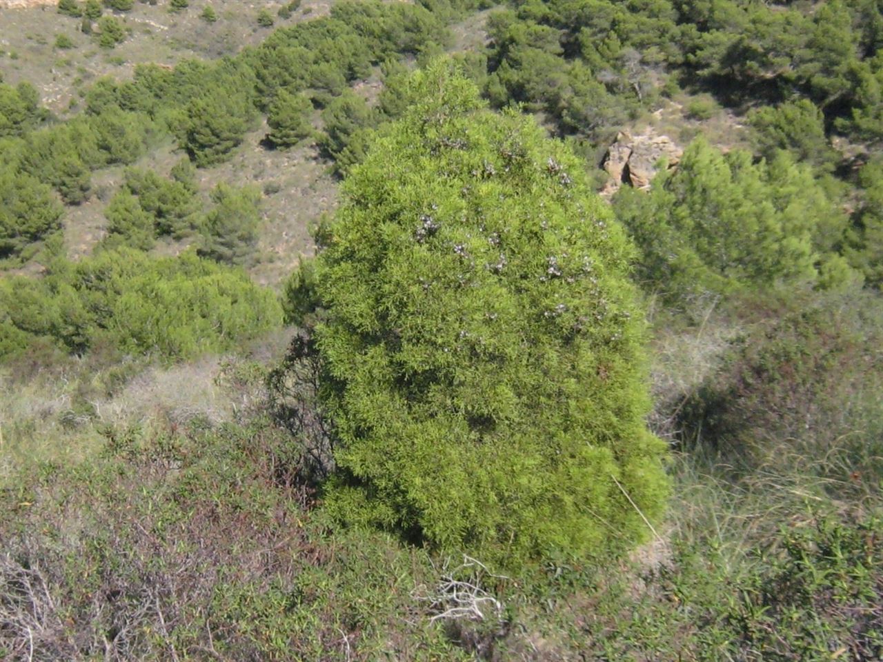 Proyecto LIFE europeo para conservar los bosques de ciprés de Cartagena