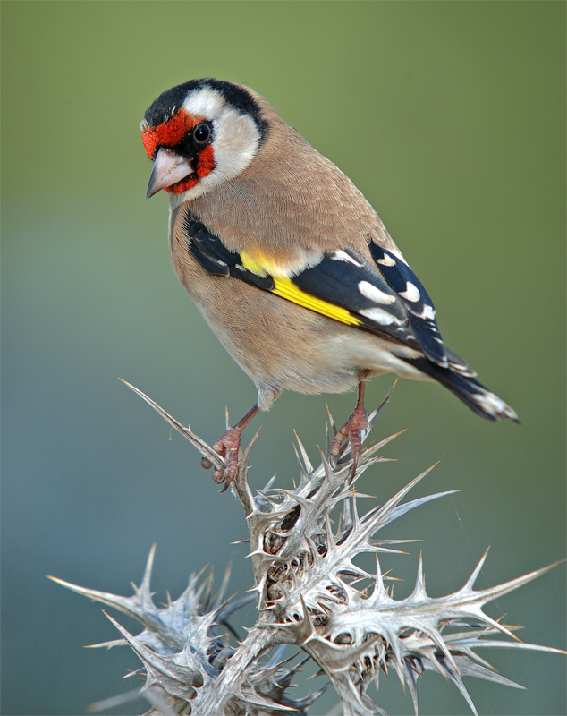La Guardia Civil de Valencia recupera 96 jilgueros