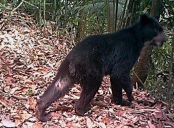 Primer registro de Oso andino en la Reserva El Paujil