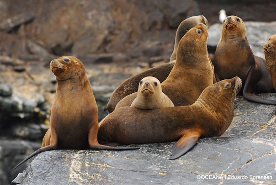 Chile. Graves falencias en tramitación ambiental de Dominga