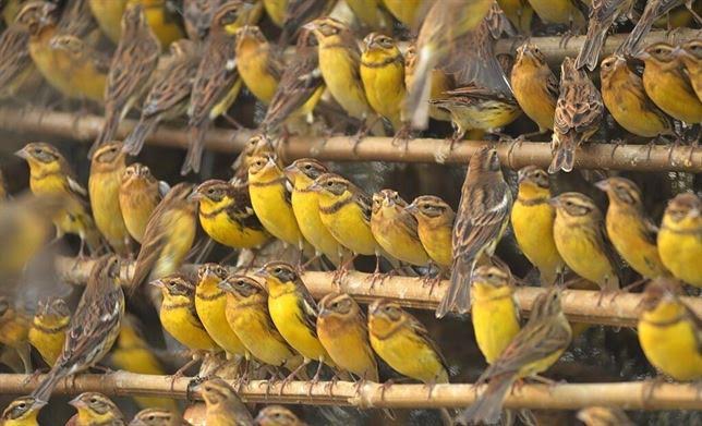 Una de las aves más abundantes de Eurasia pierde el 90% de su población en tres décadas