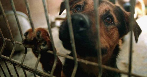 California está a un paso de prohibir la venta de animales de raza en veterinarias