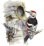 SEO/BirdLife recurrirá a los tribunales nacionales e internacionales para que no se lleve a cabo el proyecto de la mina de magnesita en Zilbeti