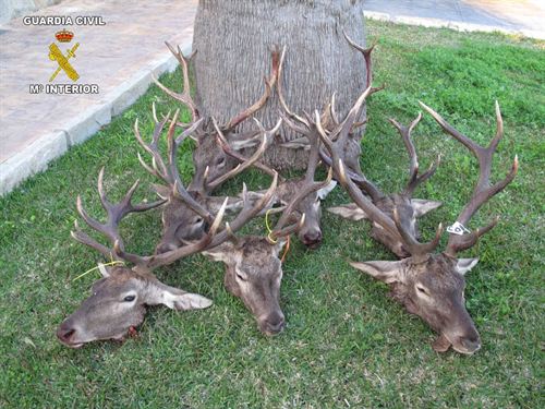 Cadiz. Intervenidas ocho cabezas de ciervo abatidos en una montería