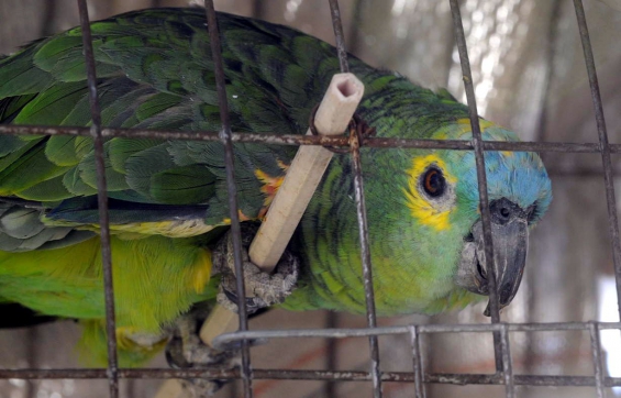 En Mendoza no pueden detener la caza y el tráfico ilegal de aves silvestres