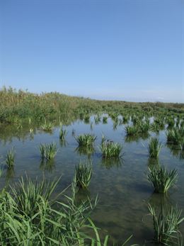 Transforma un arrozal de la Albufera (Valencia) en varios humedales