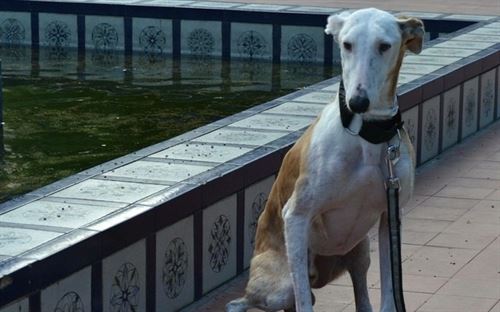 Defensores de animales se manifiestan contra la caza con galgos y otras razas caninas