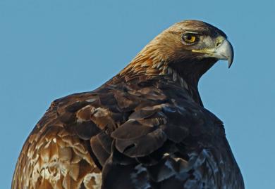 El vigilante de caza de un coto de la localidad conquense de Villar de la Encina ‘mata’ a 44 ejemplares de especies protegidas