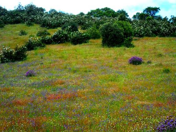 Comunidad de Madrid (Colmenar Viejo)