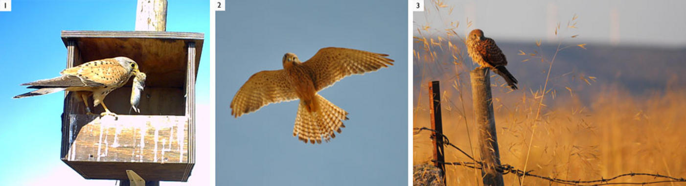 Una dieta variada mejora la descendencia de los cernícalos